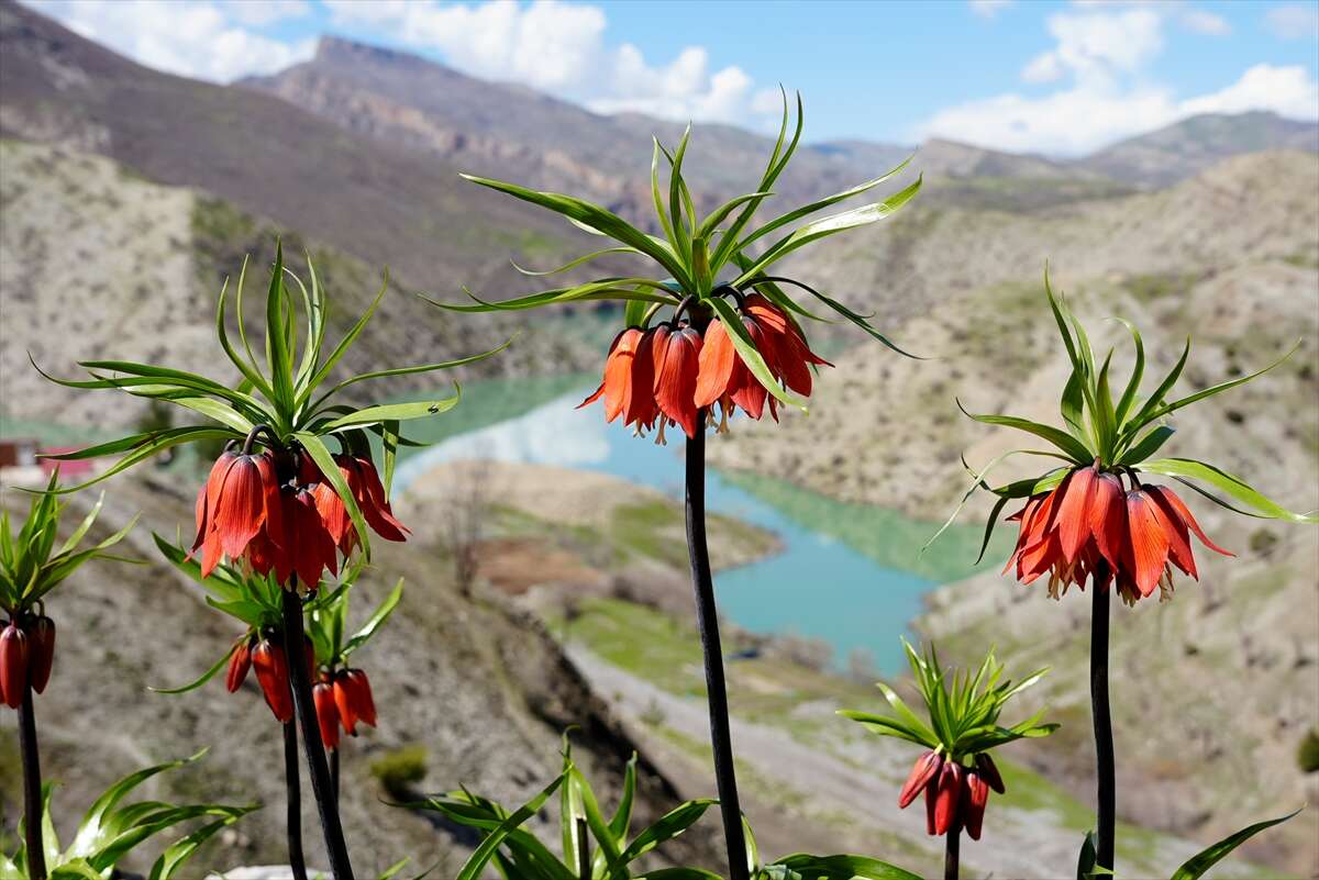 Ters laleler açtı, koparmanın cezası ise dudak uçuklattı 1